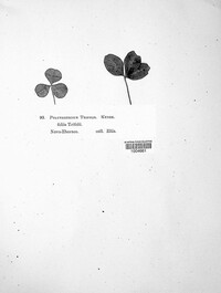 Cymadothea trifolii image